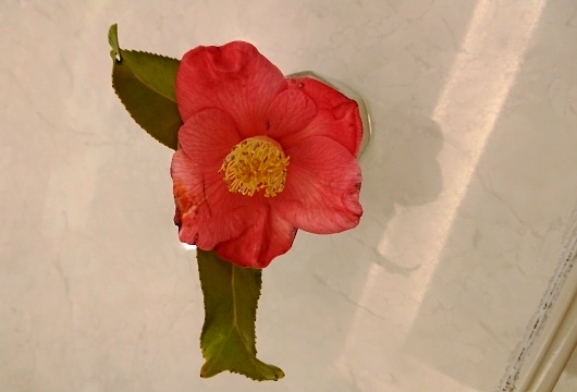 患者さんからいただいた椿